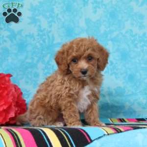Crocus, Cavapoo Puppy